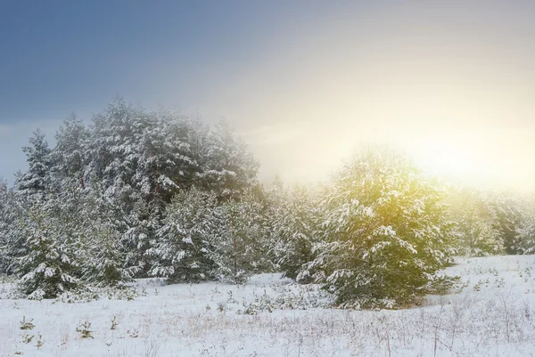 Salida del sol sobre un bosque nevado — Foto de Stock