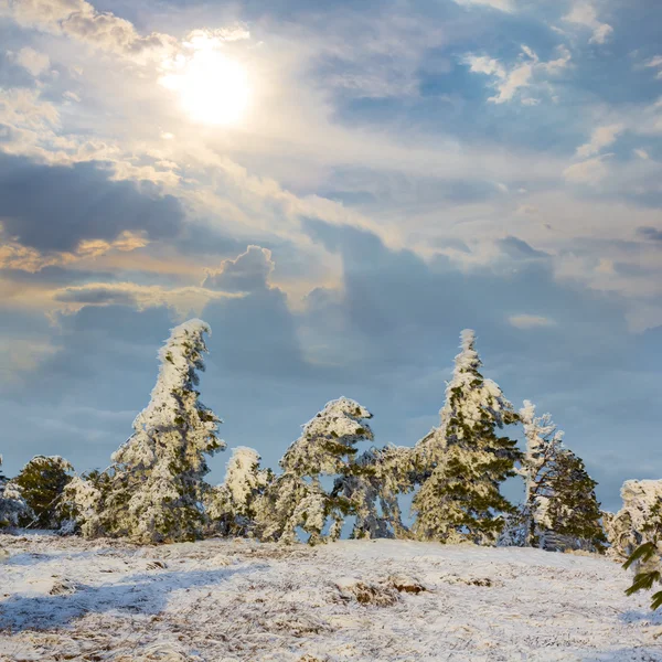 Floresta de inverno por um dy brilhante — Fotografia de Stock