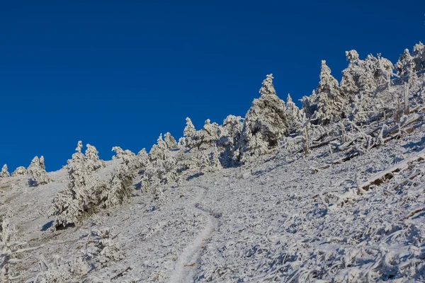 Winter frozen forest on a hill slope — Stock Photo, Image