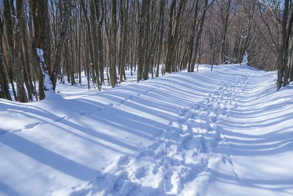 Route dans une forêt d'hiver — Photo