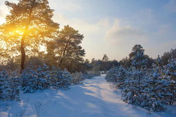 Winter forest bij de zonsondergang — Stockfoto