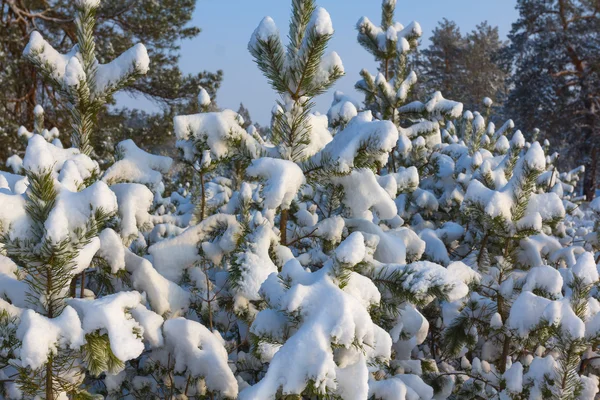 Closeup snowbound pine trees — Stock Photo, Image