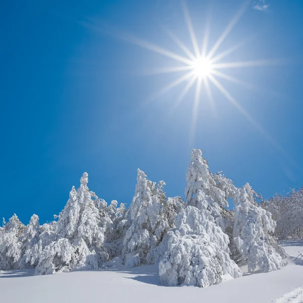 Vintern skogens scenen — Stockfoto