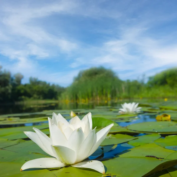 White water lily on a summer lake — Stock Photo, Image