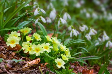 Güzel bahar çiçekleri