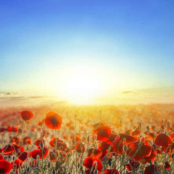 Red poppy field at the early morning