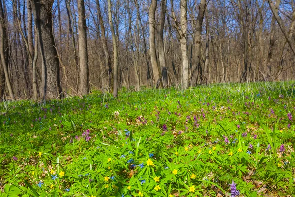 Lente bos glade — Stockfoto