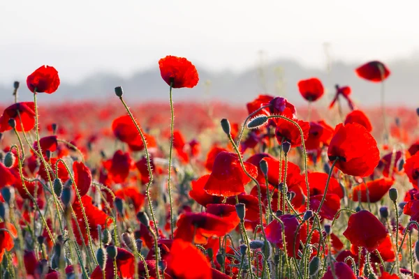 Closeup rode papaver — Stockfoto