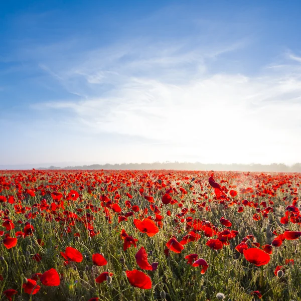 Campo de papoula vermelho — Fotografia de Stock