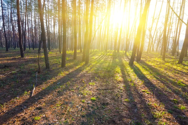 Forêt de pins dans un rayon de soleil matinal — Photo