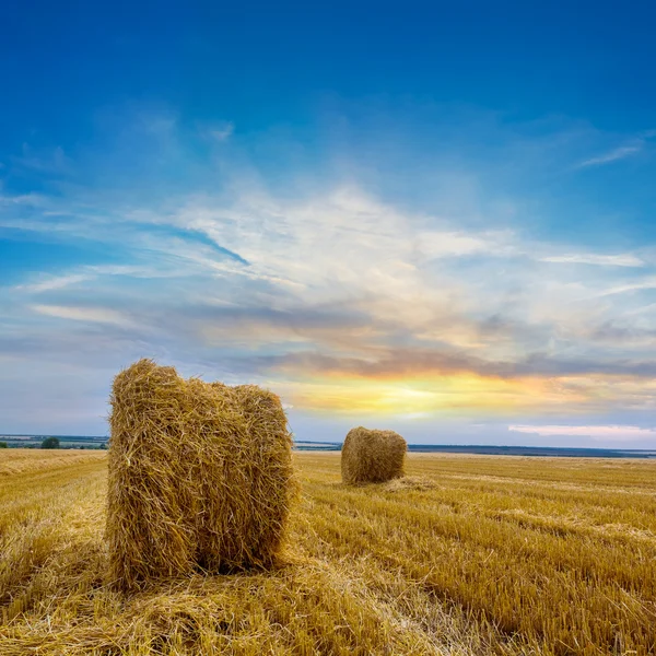 Evening wheat field — Stock Photo, Image