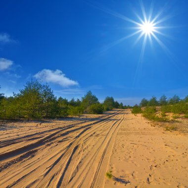 bir orman yoluyla kumlu yol