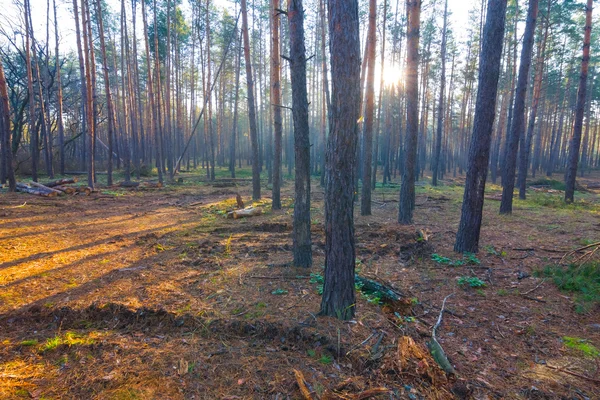 Сосновый лес в лучах солнца — стоковое фото