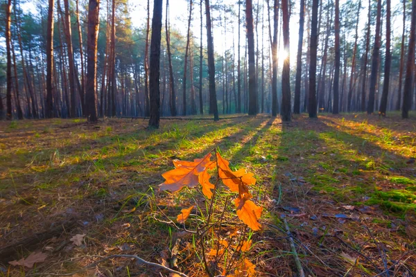 Scena foresta autunno — Foto Stock