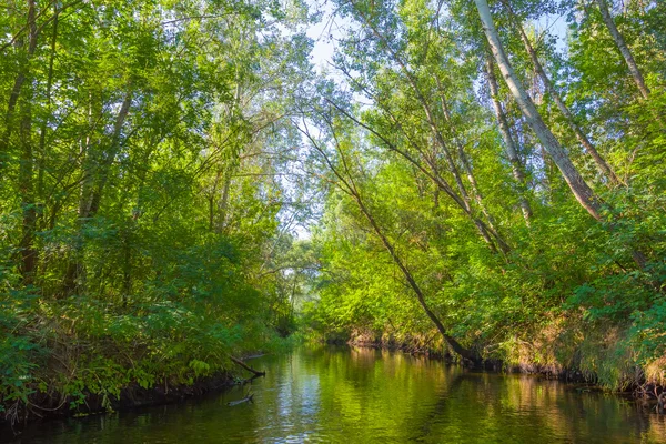 Summer river in a forest tunnel — Stock Photo, Image