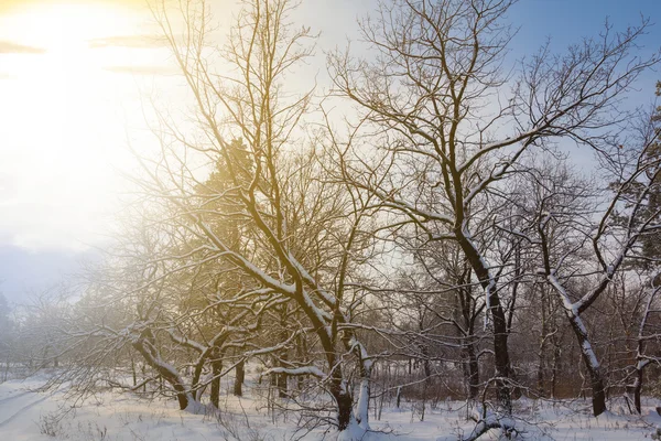 Tidig morgon vintern skog — Stockfoto