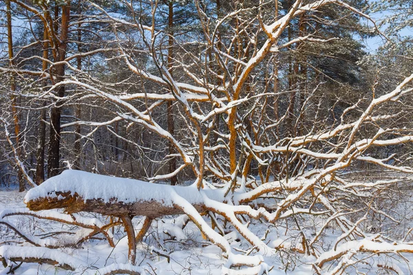 Invierno bosque de pino — Foto de Stock