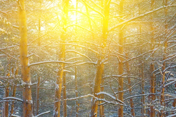 Floresta de inverno em raios de sol — Fotografia de Stock