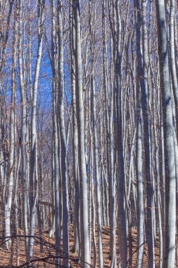 sonbahar kayın ormanı