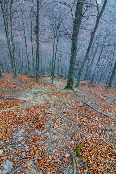 Bosque otoñal en una niebla azul — Foto de Stock