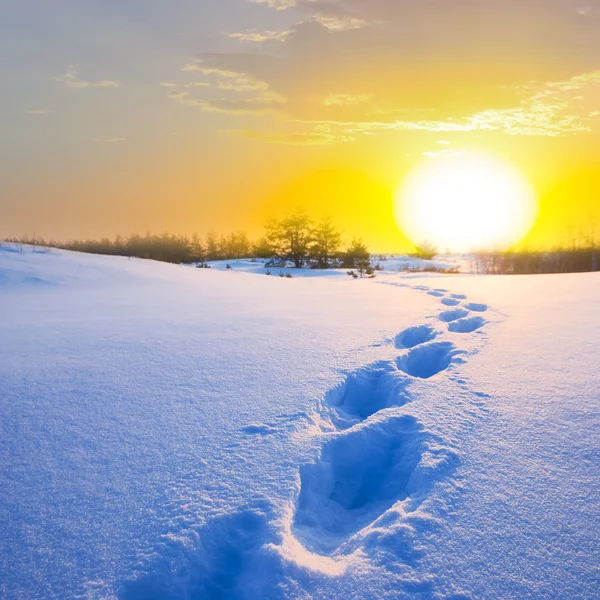 Winterliche Schneewüste — Stockfoto