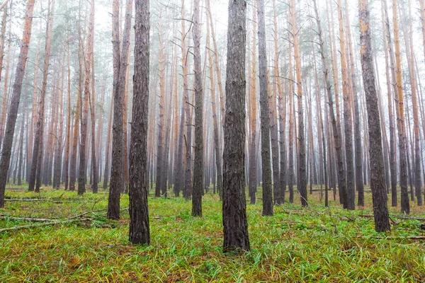 Floresta brilhante em uma névoa — Fotografia de Stock