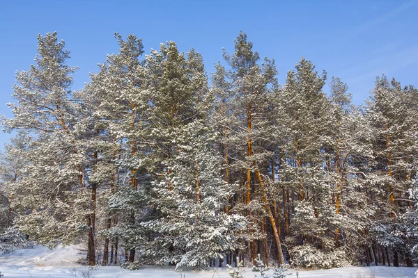 Winter snowbound bos — Stockfoto