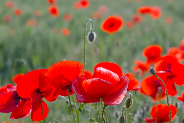 Closeup red poppies — Stock Photo, Image