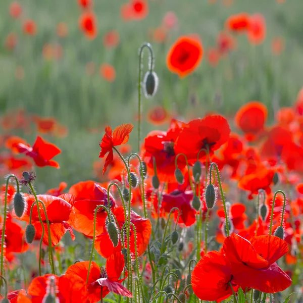 Red poppy field — Stock Photo, Image