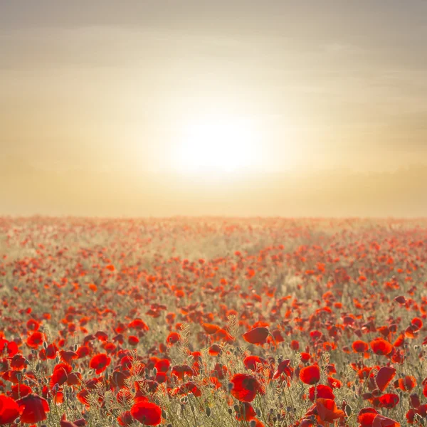 Am frühen Morgen rotes Mohnfeld — Stockfoto