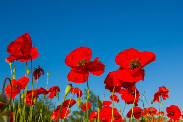 Red poppies on a blue sky background — Stock Photo, Image