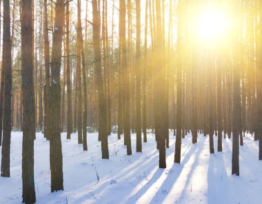 Kış çam ağacı orman