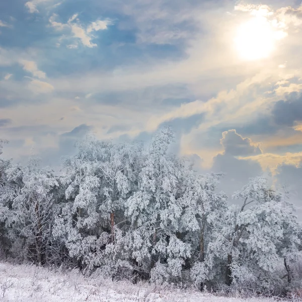 Zimní lesní scény — Stock fotografie
