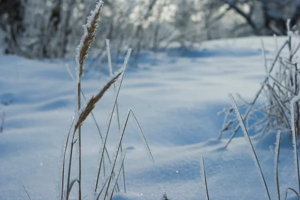 Cena de inverno — Fotografia de Stock