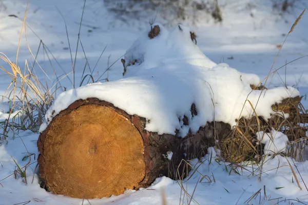 Pine log i en vinter skog — Stockfoto