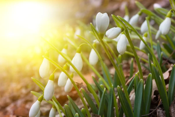 Closeup white snowdrops in a rays of sun — Stock Photo, Image