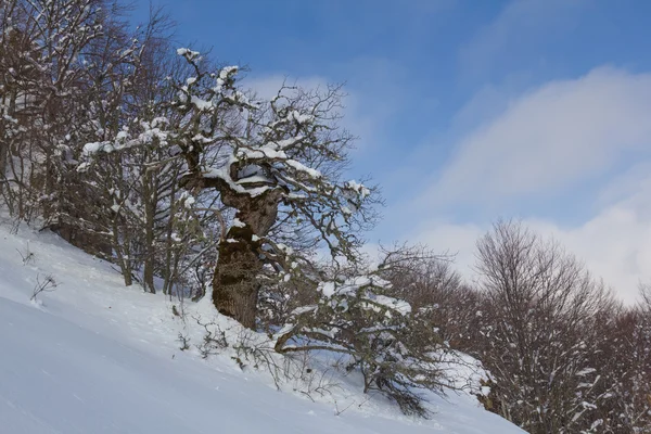 Zimowy las górski — Zdjęcie stockowe