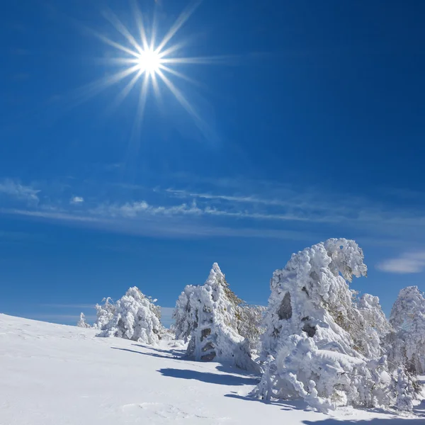 Vinterskog — Stockfoto