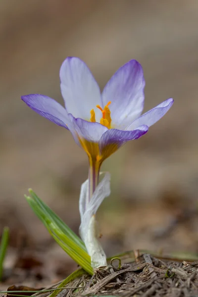 特写春天的花朵 — 图库照片