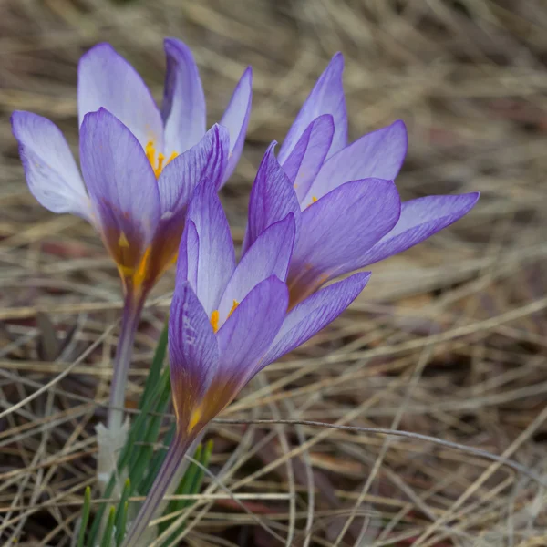 3 つのバイオレットの花 — ストック写真