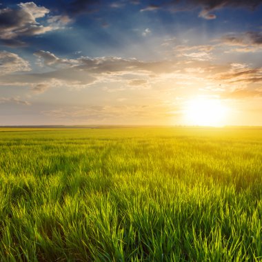 akşam yeşil alanlar