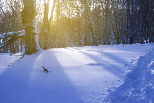 Bosco invernale la sera — Foto Stock