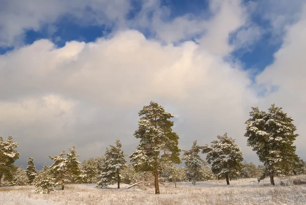 Snowbound forest — Stock Photo, Image