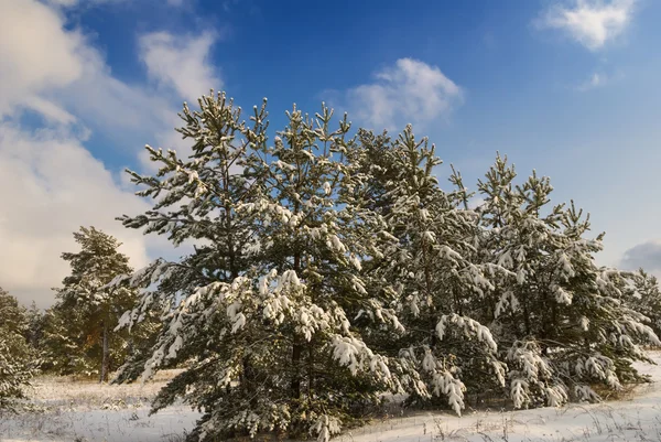 Winterkiefernwald — Stockfoto