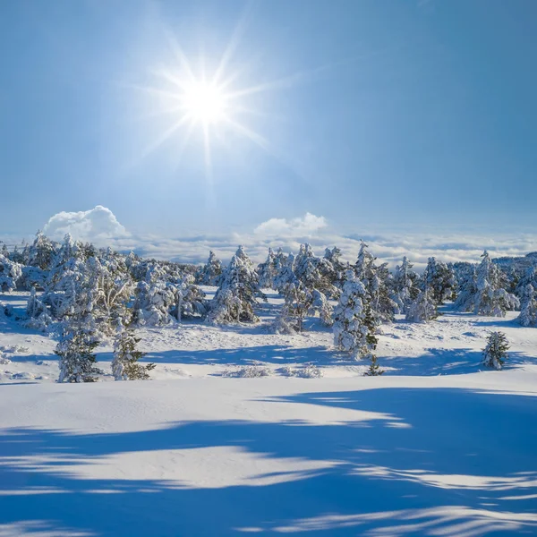 Floresta de Inverno — Fotografia de Stock