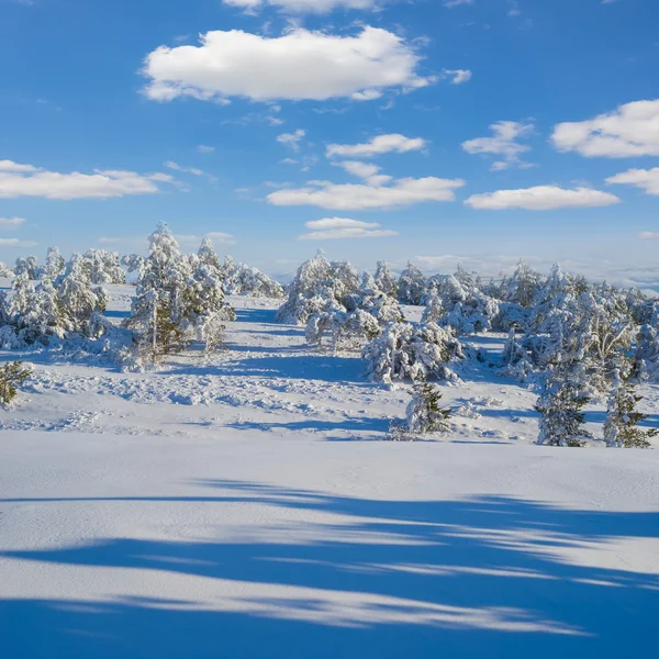 Pineta innevata — Foto Stock