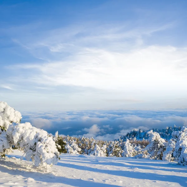 Bella foresta invernale innevata — Foto Stock