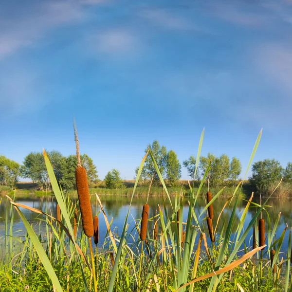 Summer lake in a reeds — Stock Photo, Image