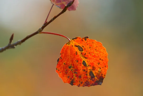 Closeup red aspen leaf — Stock Photo, Image