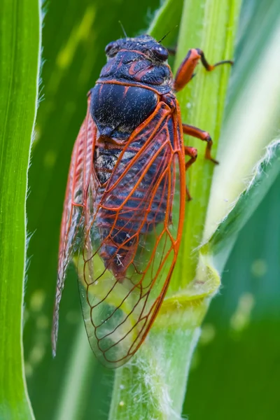 Крупный план большой цикады на листе — стоковое фото